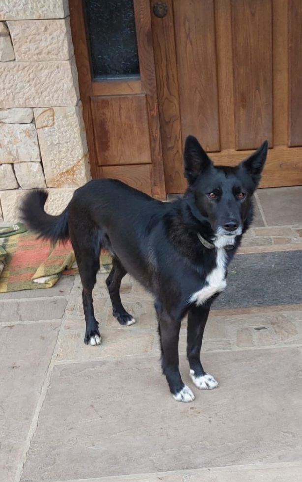 Perro: Rudi