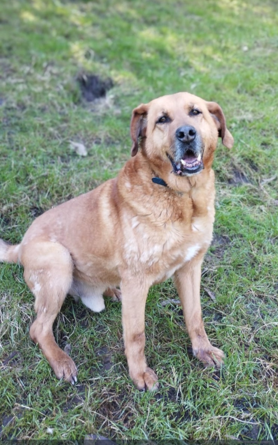 Perro: Merlin