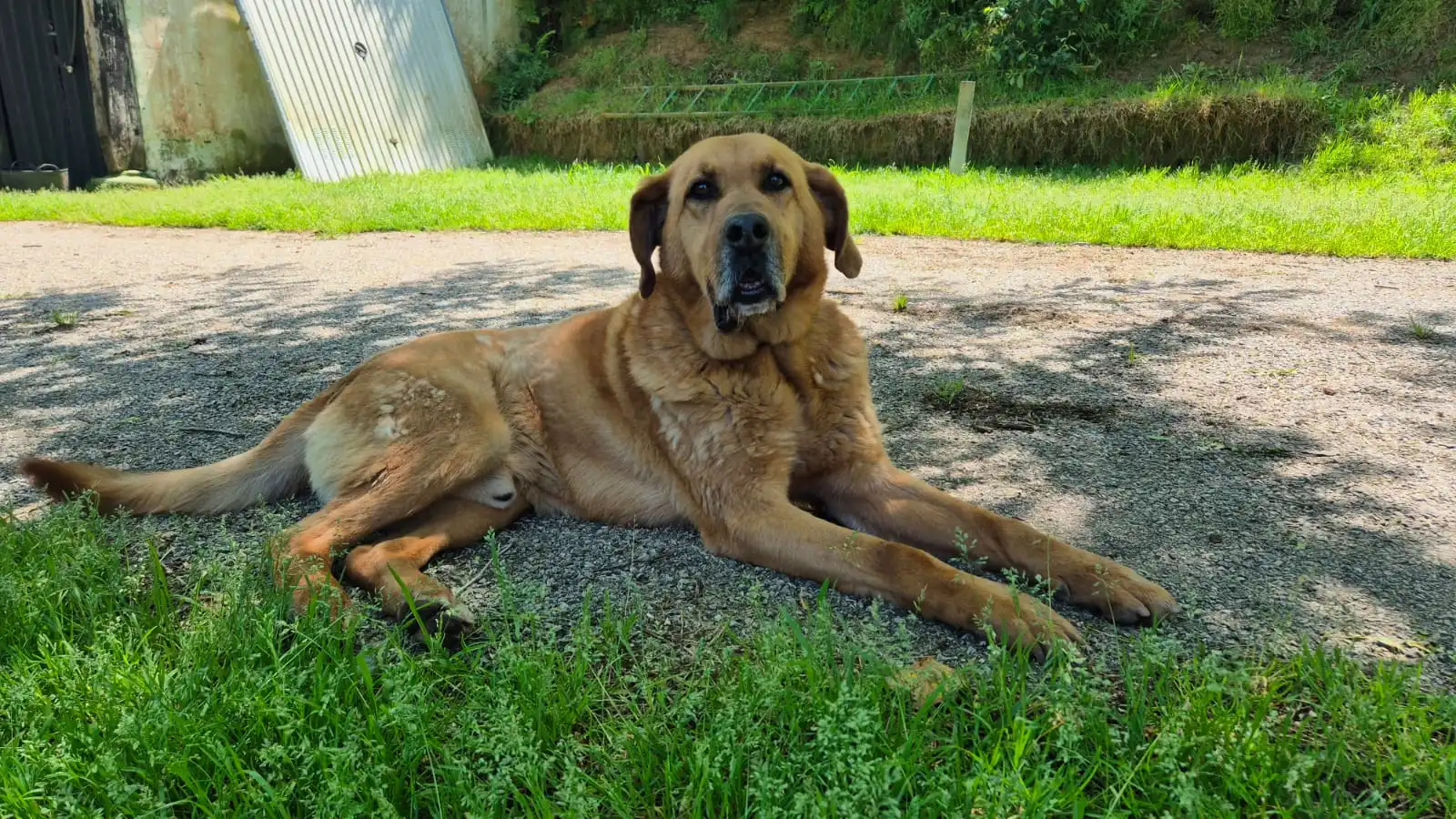 Voluntarios con animales